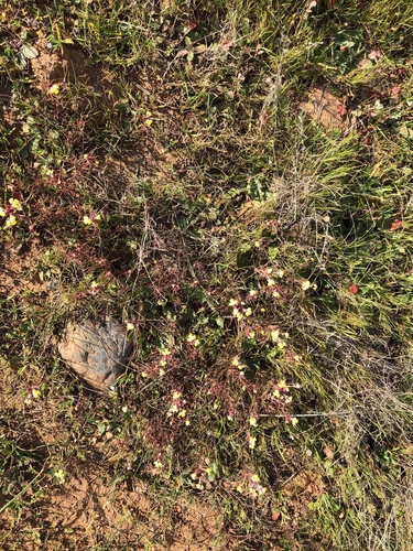 iNaturalist observation photo of butter-and-eggs