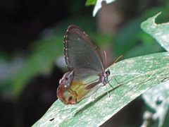 Haetera piera