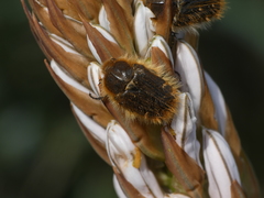Tropinota squalida