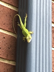 Anolis carolinensis