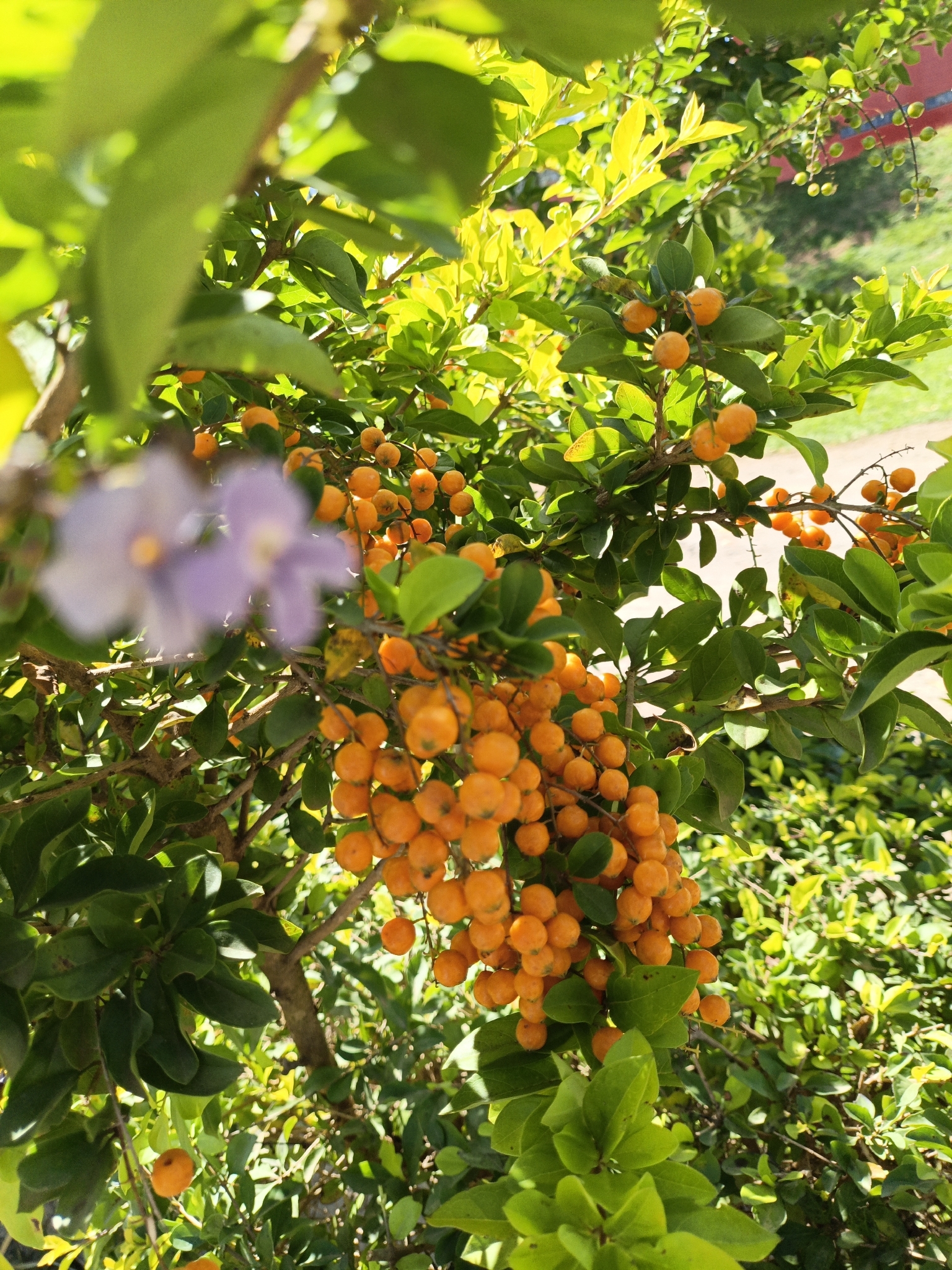 Duranta erecta