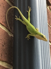 Anolis carolinensis