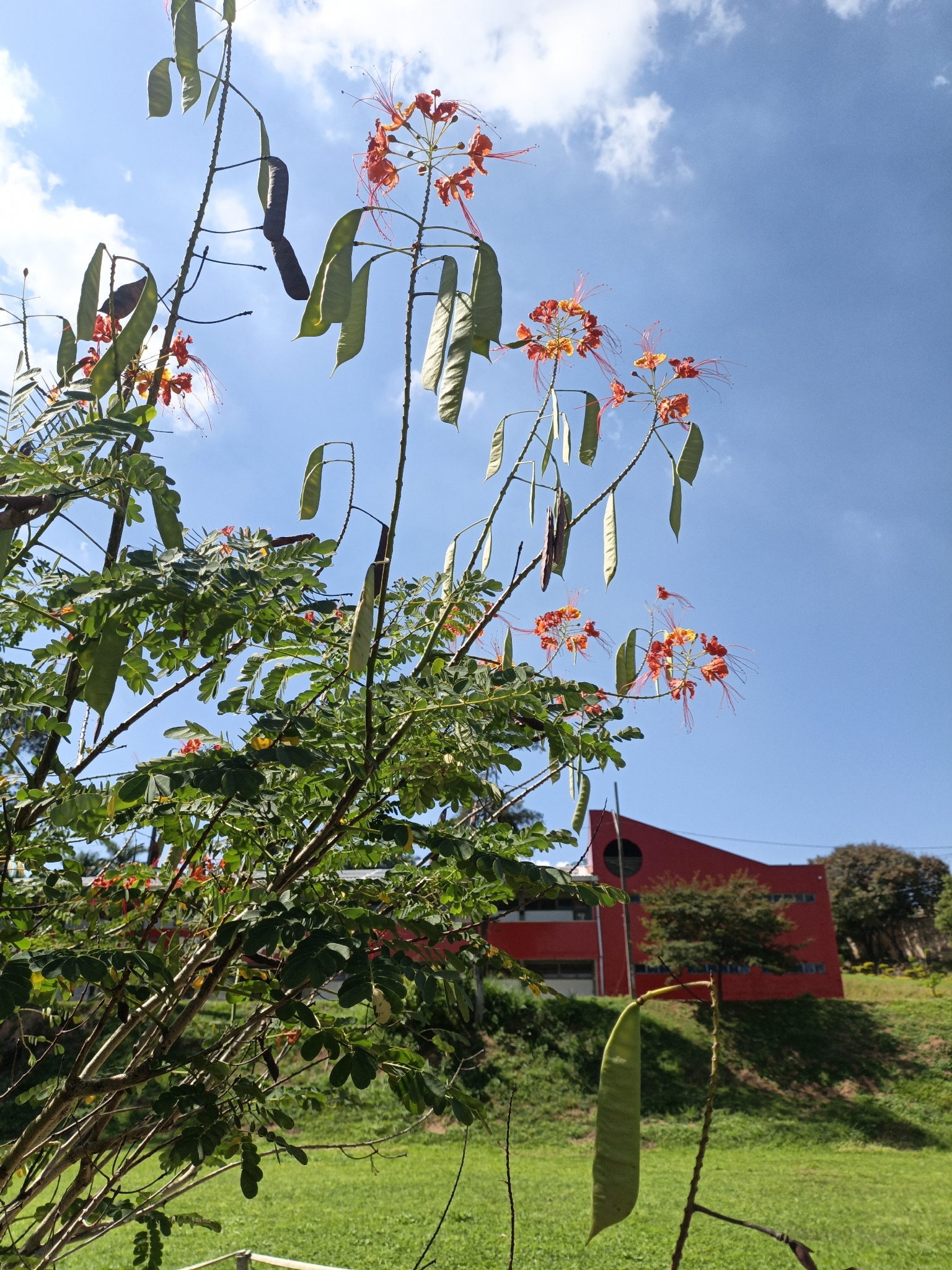 Caesalpinia pulcherrima
