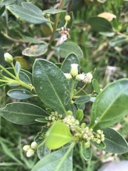 Baccharis macrantha