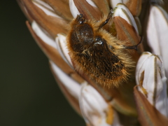 Tropinota squalida