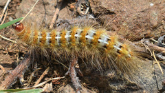 Paracles deserticola