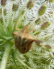 Ancyrosoma leucogrammes