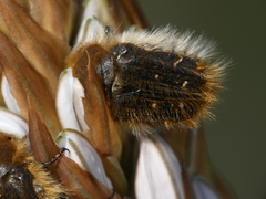 Tropinota squalida