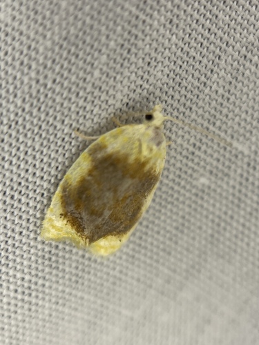 Oak Leafshredder Moth photo 6