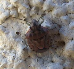 Holcogaster fibulata