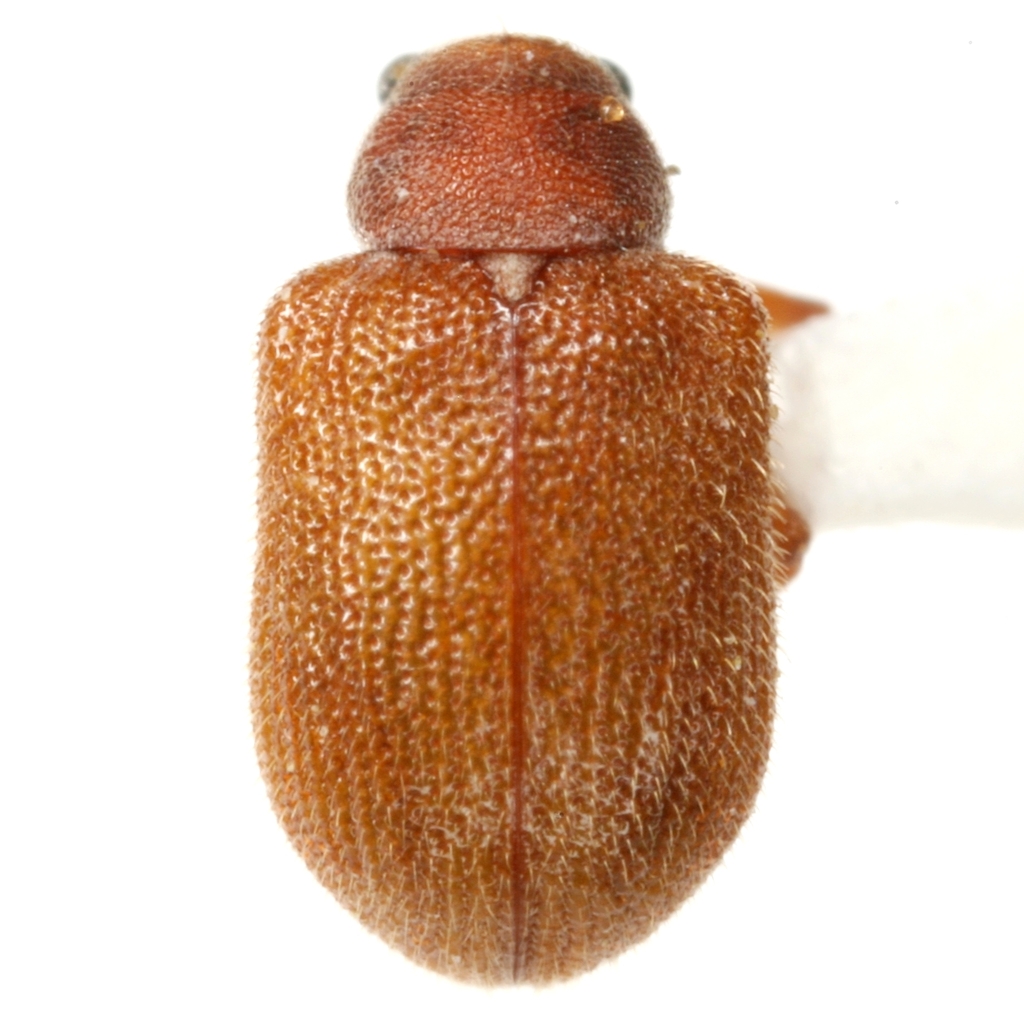 Xanthonia villosula