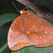 Catoblepia berecynthia - Photo (c) James Steamer, algunos derechos reservados (CC BY-NC)