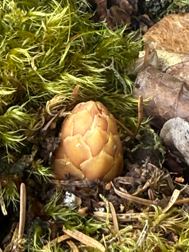 small ground-cone