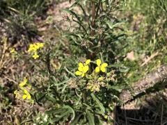 Erysimum crepidifolium