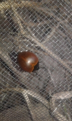 Aegithus clavicornis