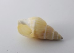 Bullia tranquebarica