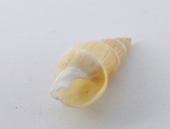 Bullia tranquebarica