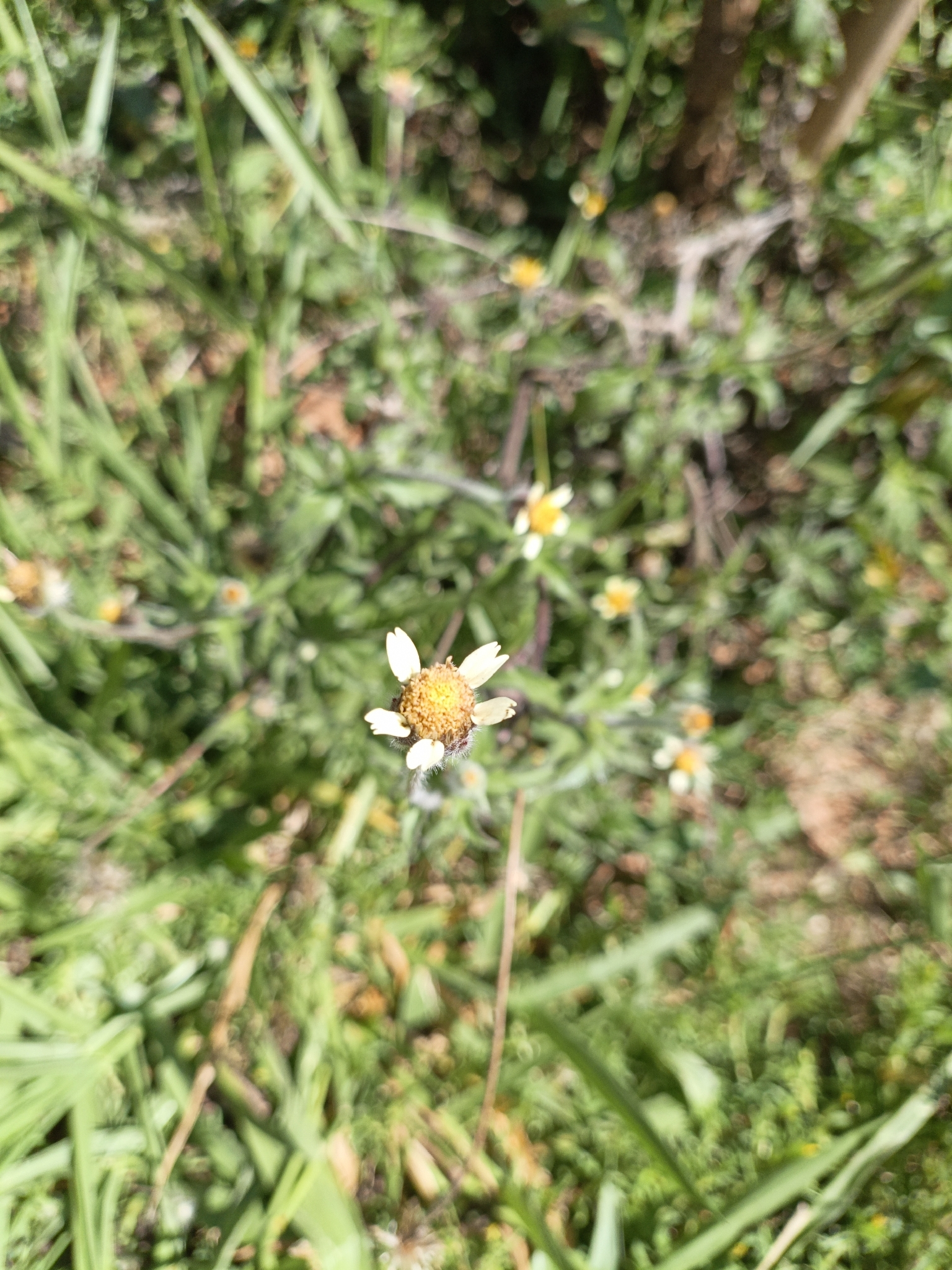 Tridax procumbens