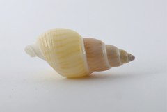 Bullia tranquebarica