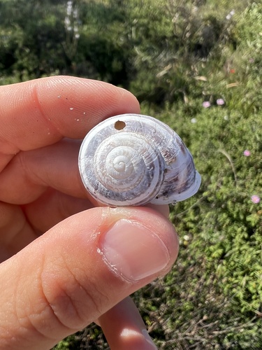 Eobania vermiculata