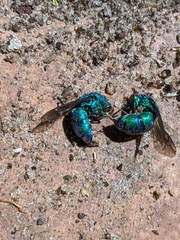 Chrysis angolensis