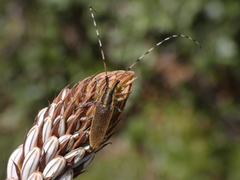 Agapanthia asphodeli