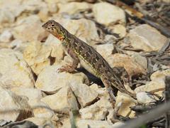 Spot-Tailed Earless Lizard photo 1