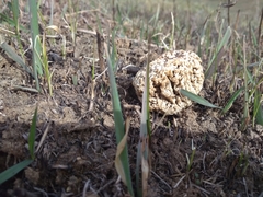 Morchella steppicola