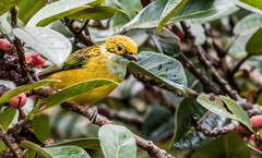 Tangara icterocephala icterocephala