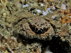 Pilumnus vespertilio