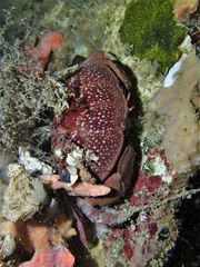Atergatis integerrimus