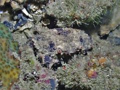 Euxanthus exsculptus