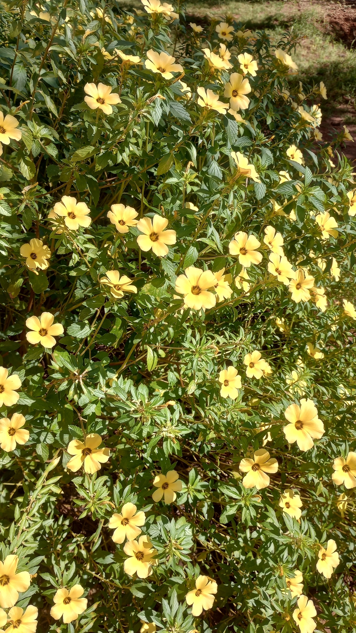 Turnera subulata