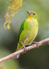 Chlorophanes spiza argutus