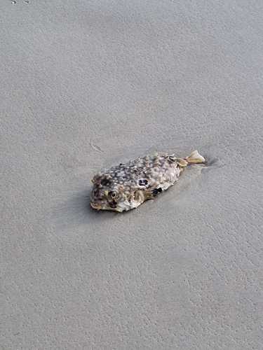 Chilomycterus spinosus