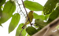 Hemithraupis guira guirina