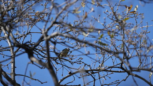 Avistamiento Cyanistes caeruleus