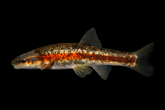 Western Blacknose Dace photo 1