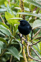 Diglossa lafresnayii