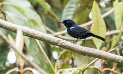 Diglossa lafresnayii