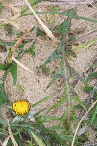 spotted dandelion (Taraxacum maculosum)