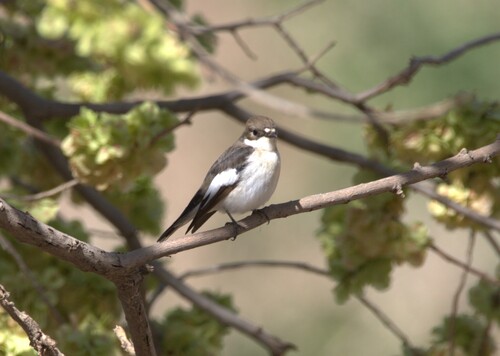 European Pied Flycatcher