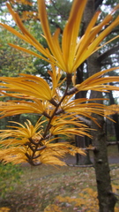 Pseudolarix amabilis