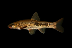 Longnose Dace photo 1