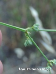 Ortegia hispanica