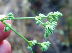 Ortegia hispanica
