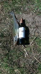 Odontesthes bonariensis