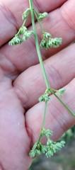 Ortegia hispanica