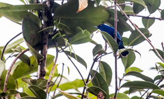 Diglossa indigotica