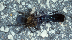 Spinosatibiapalpus trinitatis